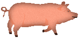 Click the Pig To Enter MoneyMistress