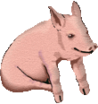 Paying Pigs for MsStarla